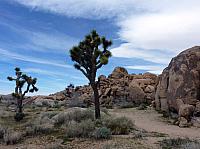 joshua tree national park (55).JPG